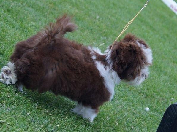 Bichon havanais High fly Wanda billede 1