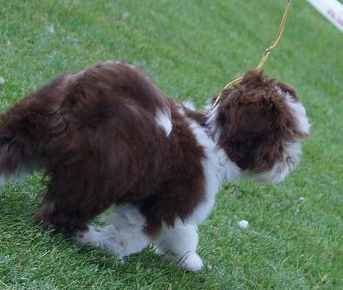 Bichon havanais High fly Wanda billede 2