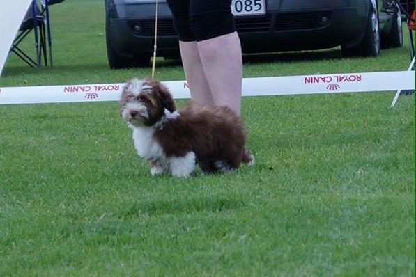 Bichon havanais High fly Wanda billede 3