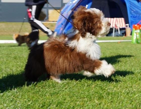 Bichon havanais High fly Wanda billede 4