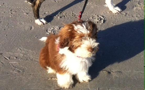 Bichon havanais High fly Wanda billede 6