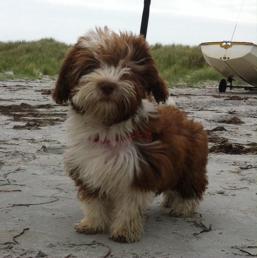 Bichon havanais High fly Wanda billede 7