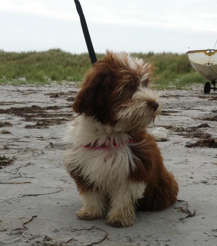 Bichon havanais High fly Wanda billede 8