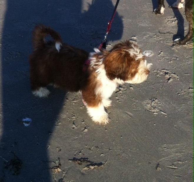 Bichon havanais High fly Wanda billede 5