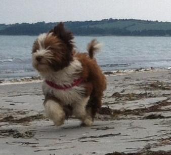 Bichon havanais High fly Wanda billede 9