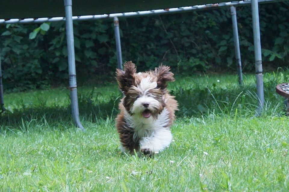 Bichon havanais High fly Wanda billede 11