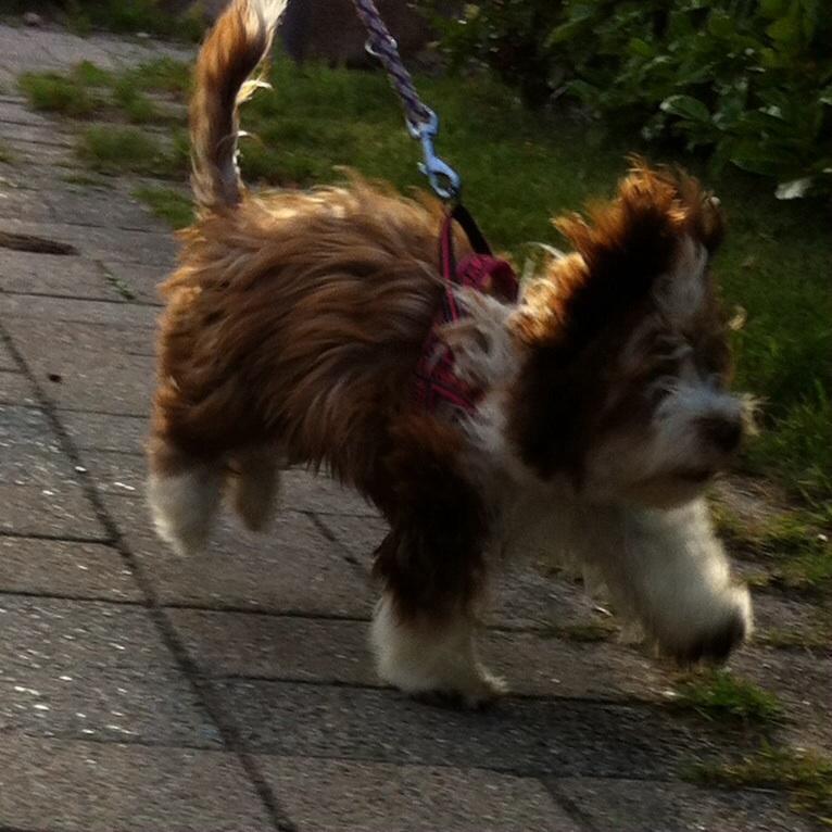 Bichon havanais High fly Wanda billede 12