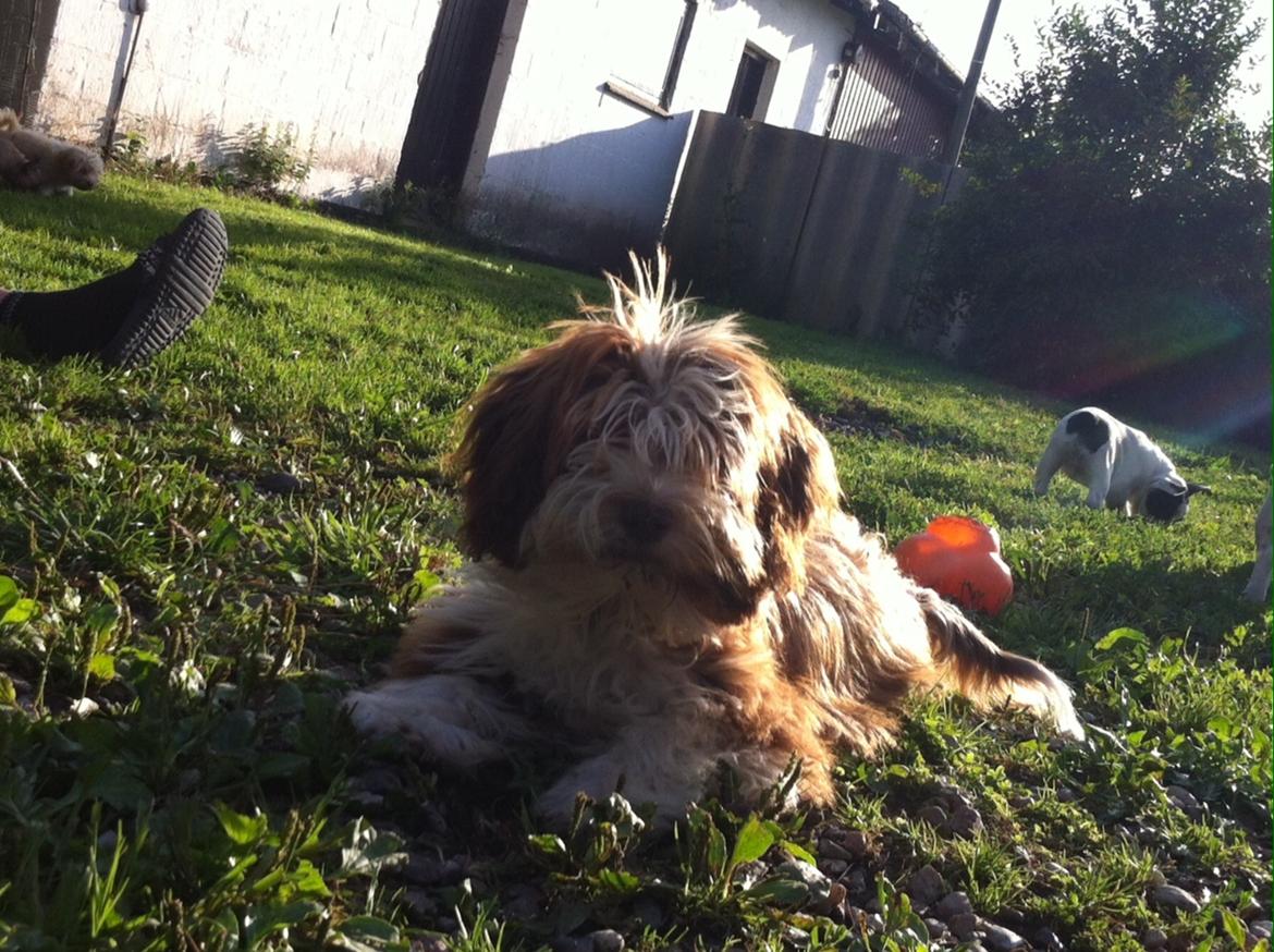 Bichon havanais High fly Wanda billede 13