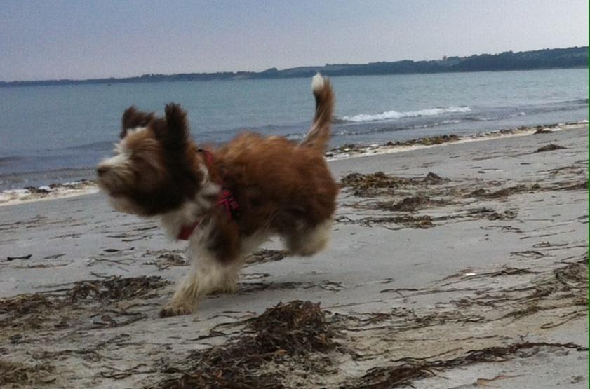 Bichon havanais High fly Wanda billede 10