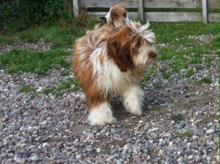 Bichon havanais High fly Wanda billede 14