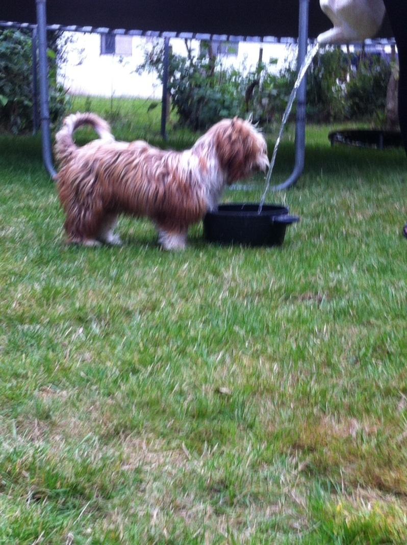 Bichon havanais High fly Wanda billede 16