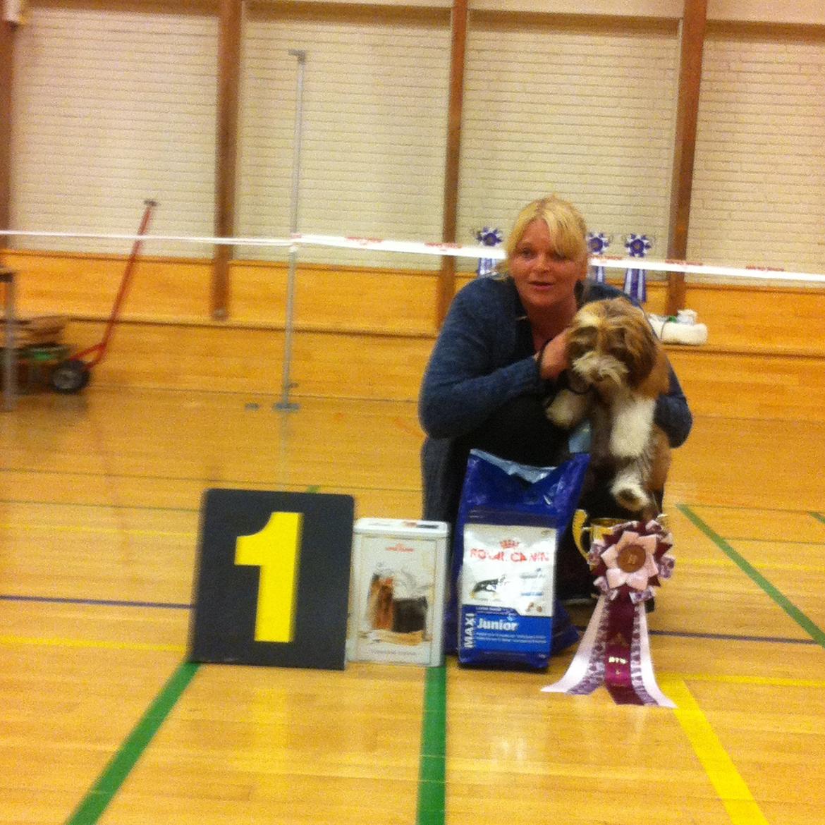 Bichon havanais High fly Wanda billede 17