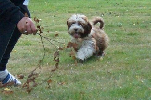 Bichon havanais High fly Wanda billede 15