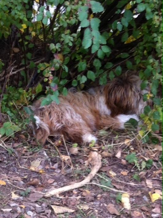 Bichon havanais High fly Wanda billede 18