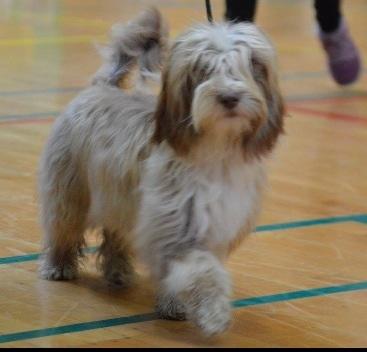 Bichon havanais High fly Wanda billede 20