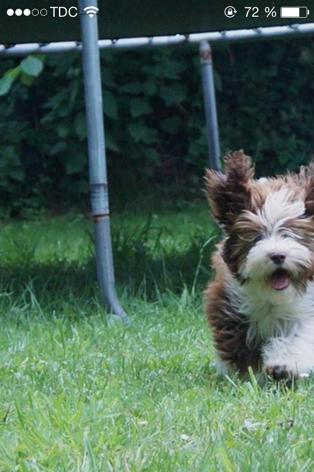 Bichon havanais High fly Wanda billede 21