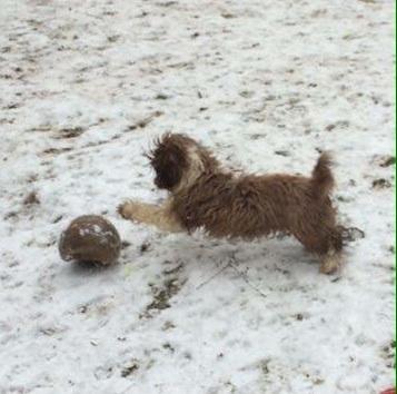 Bichon havanais High fly Wanda billede 22