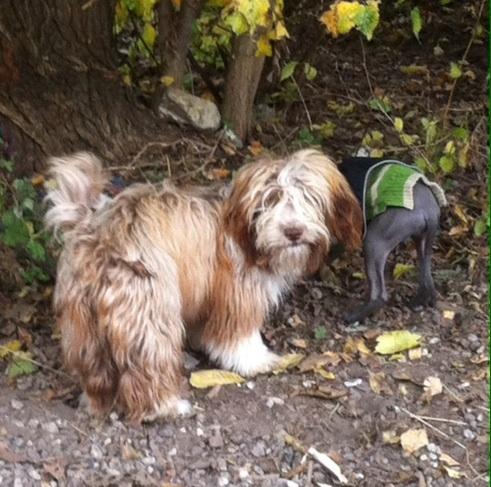 Bichon havanais High fly Wanda billede 19