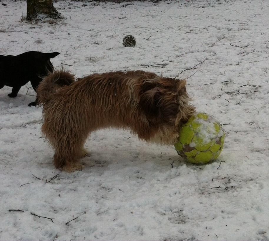 Bichon havanais High fly Wanda billede 24