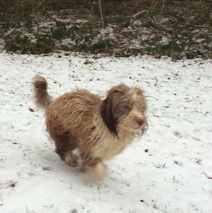 Bichon havanais High fly Wanda billede 23