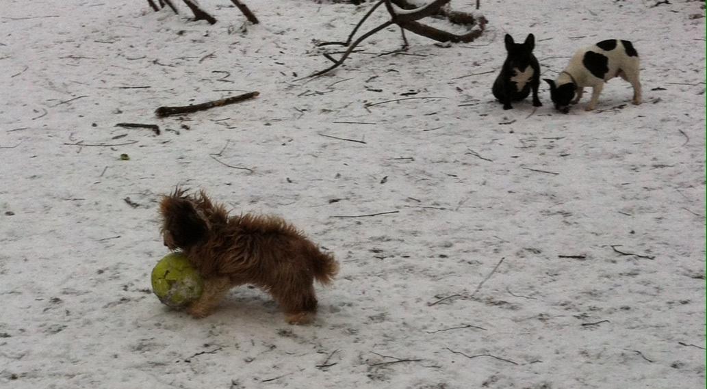 Bichon havanais High fly Wanda billede 25