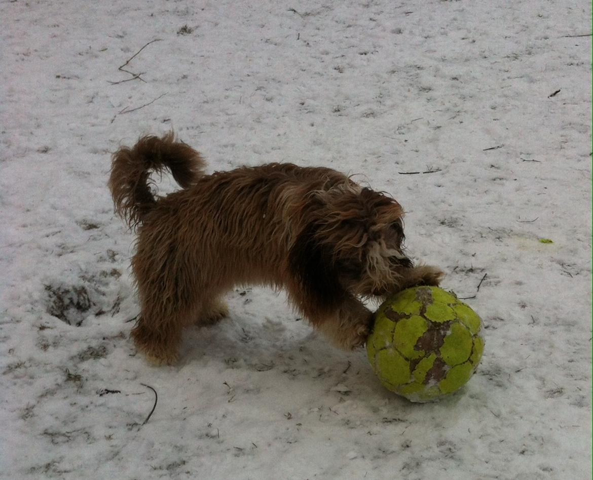 Bichon havanais High fly Wanda billede 26