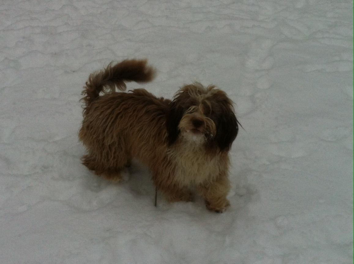 Bichon havanais High fly Wanda billede 27