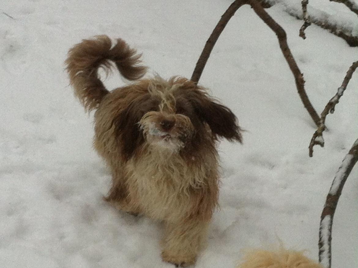 Bichon havanais High fly Wanda billede 28