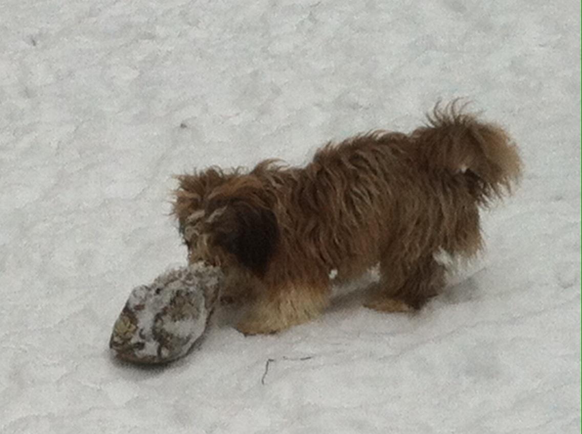 Bichon havanais High fly Wanda billede 30