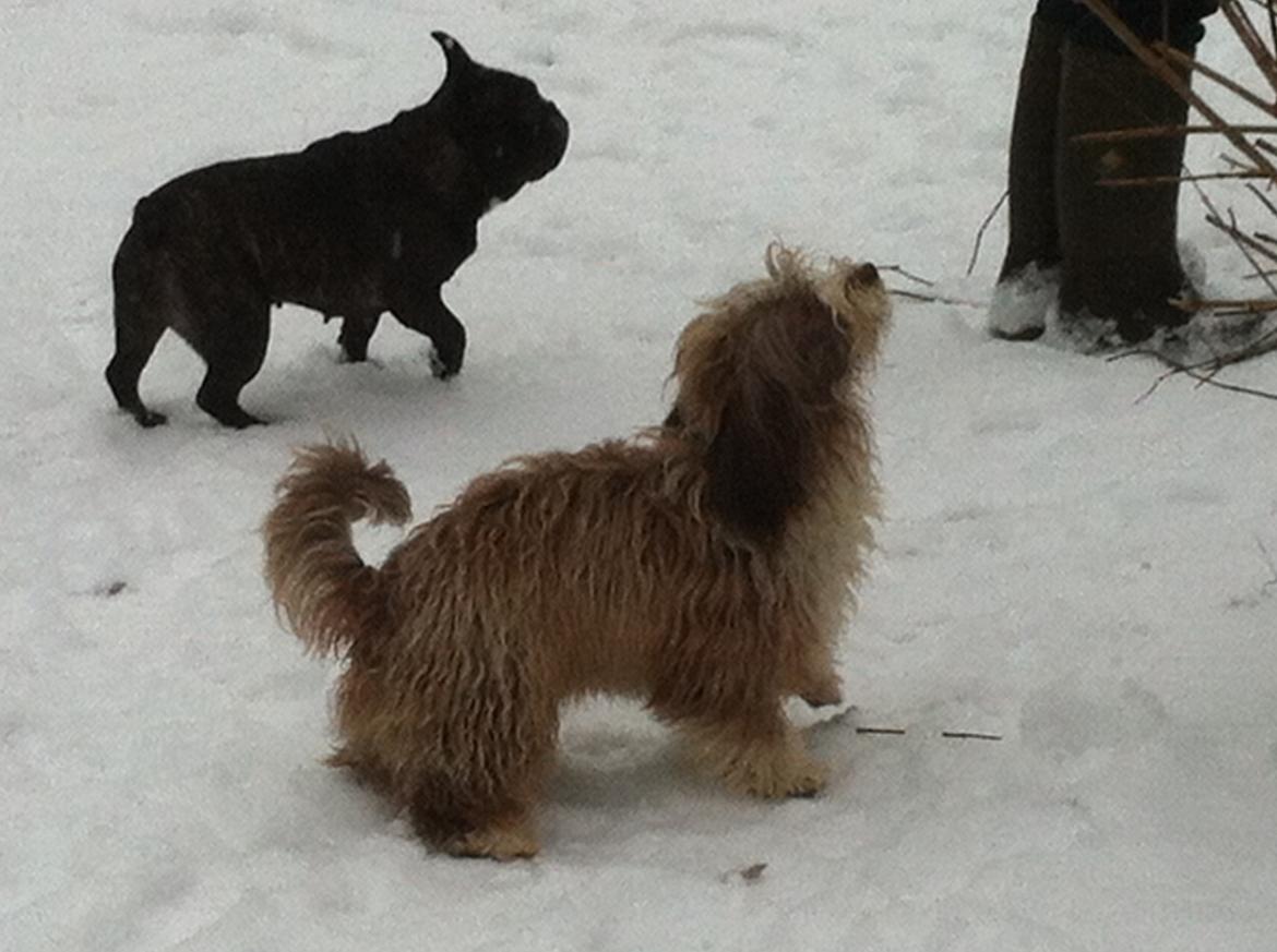 Bichon havanais High fly Wanda billede 31