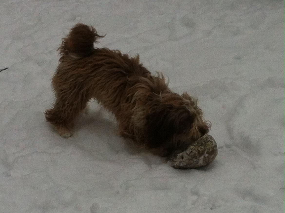 Bichon havanais High fly Wanda billede 29