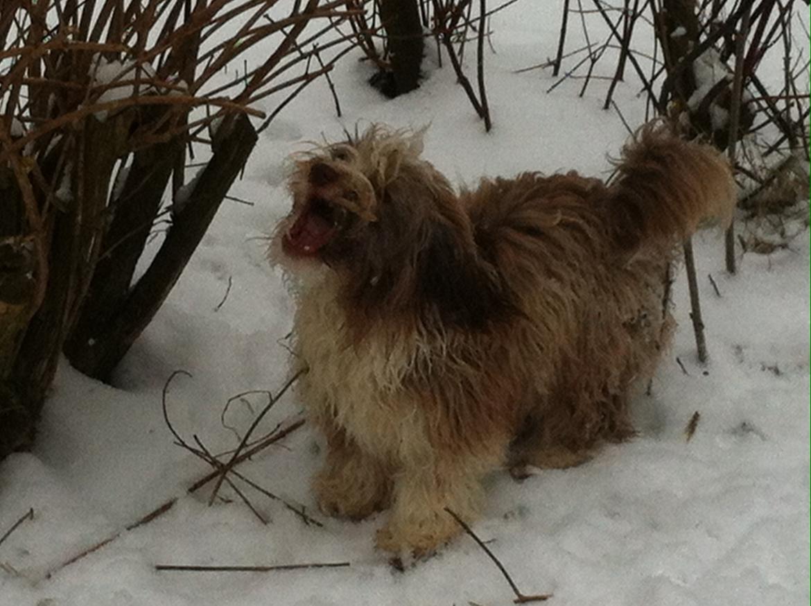 Bichon havanais High fly Wanda billede 33