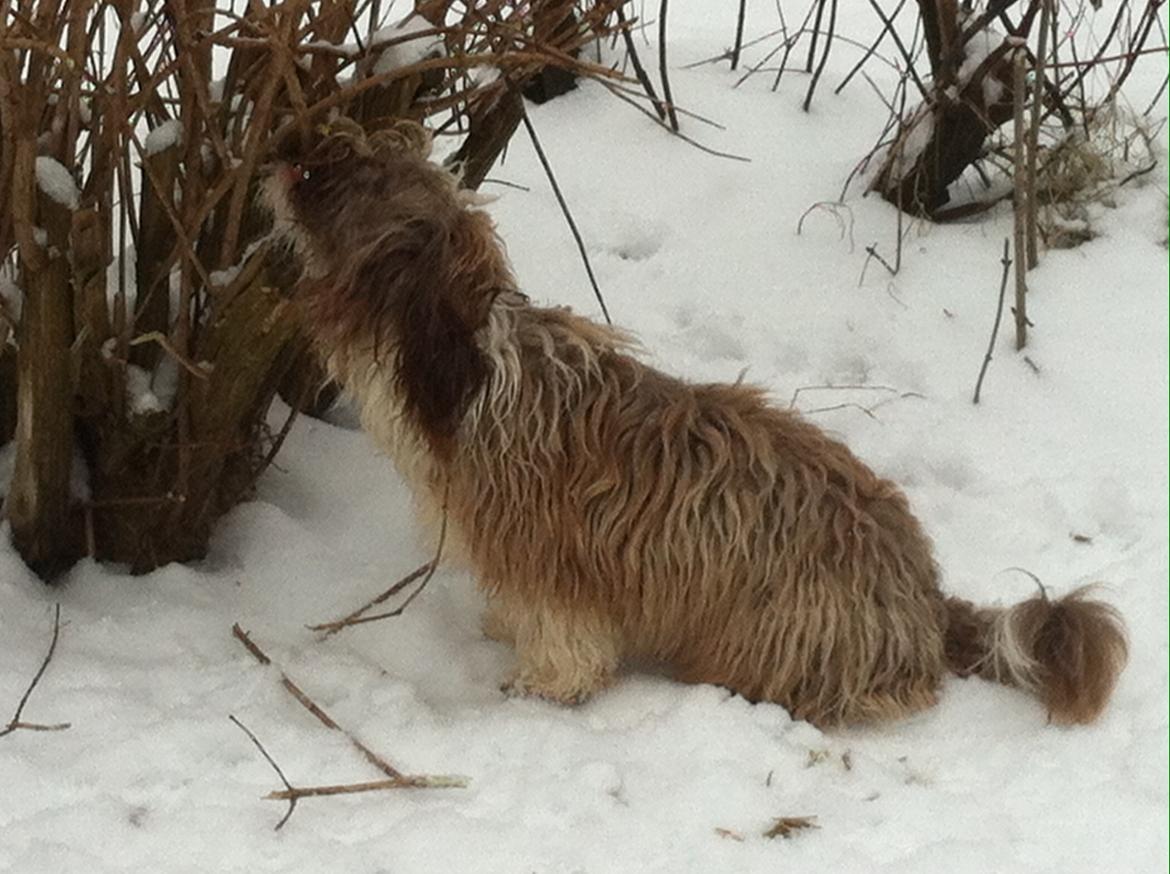 Bichon havanais High fly Wanda billede 32