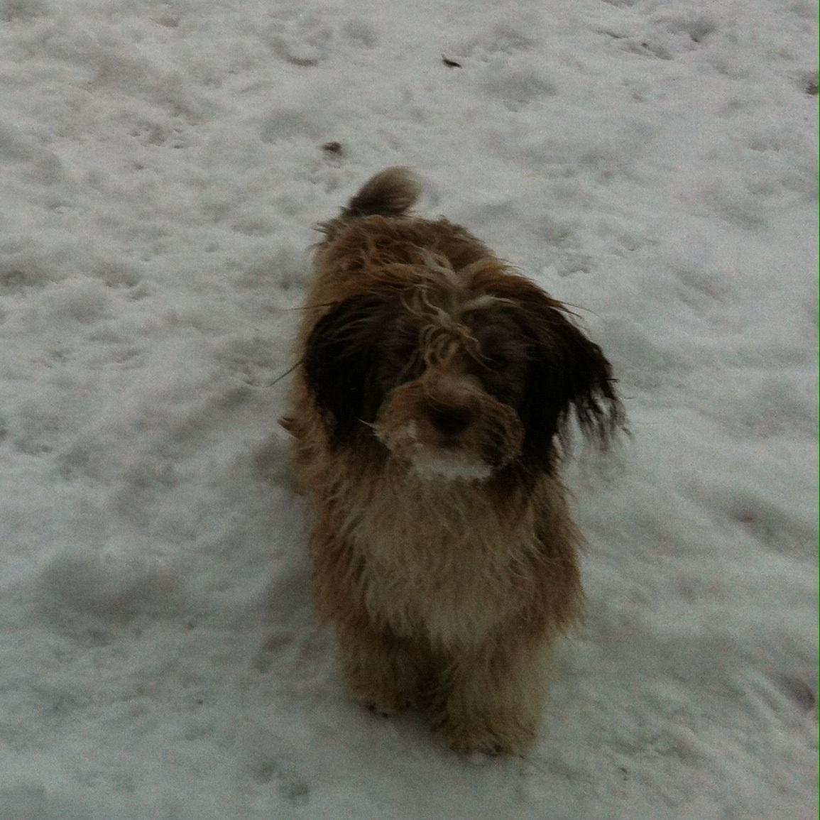 Bichon havanais High fly Wanda billede 35