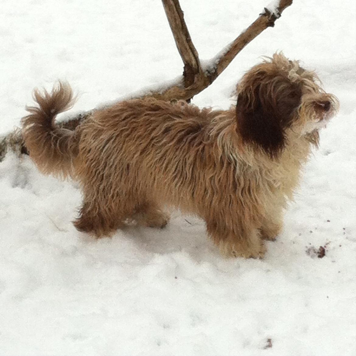 Bichon havanais High fly Wanda billede 34