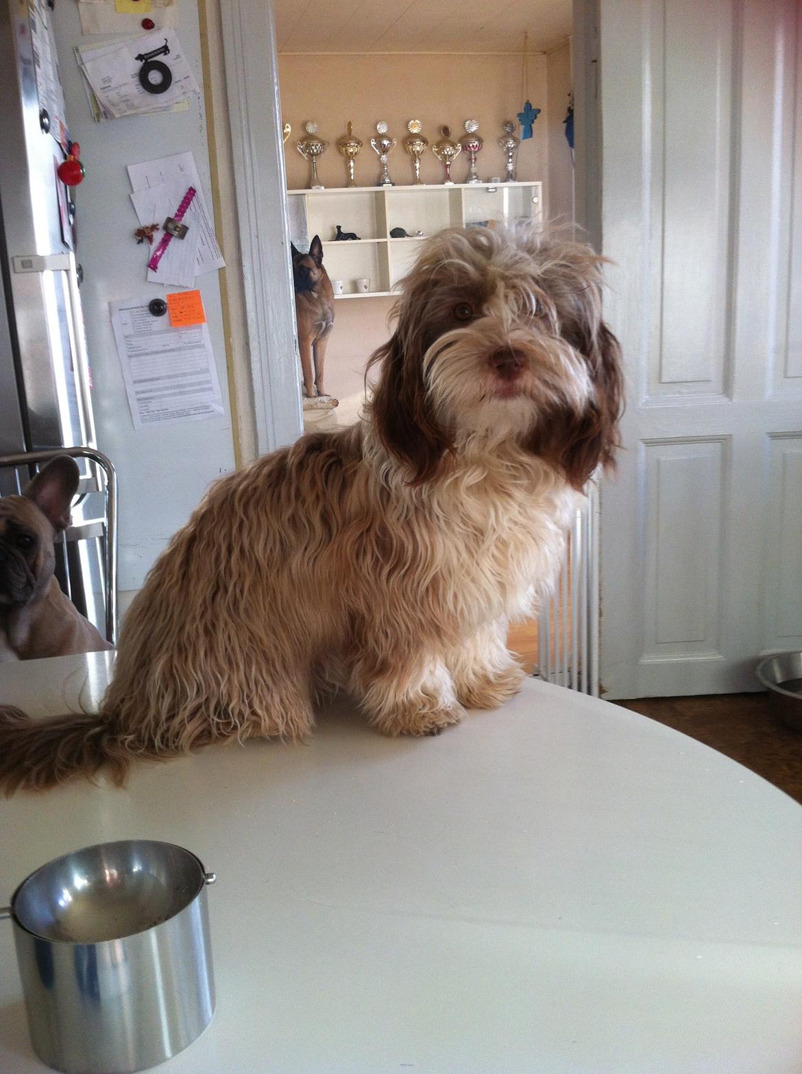 Bichon havanais High fly Wanda billede 37