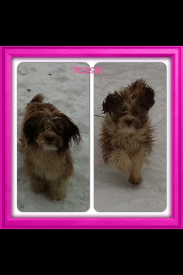 Bichon havanais High fly Wanda billede 36