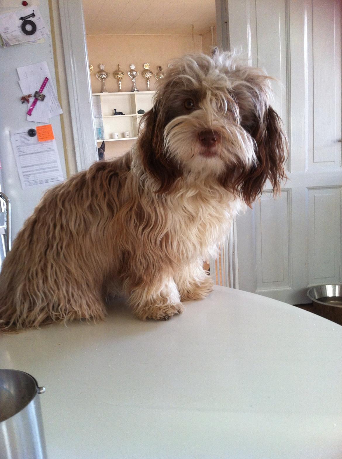 Bichon havanais High fly Wanda billede 38