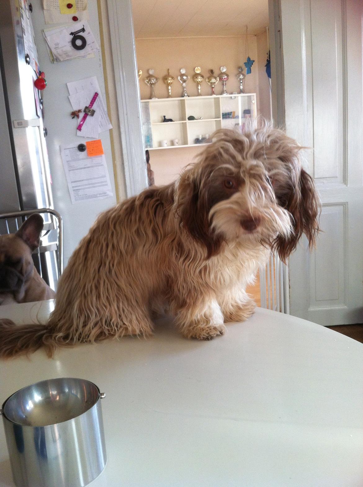 Bichon havanais High fly Wanda billede 39