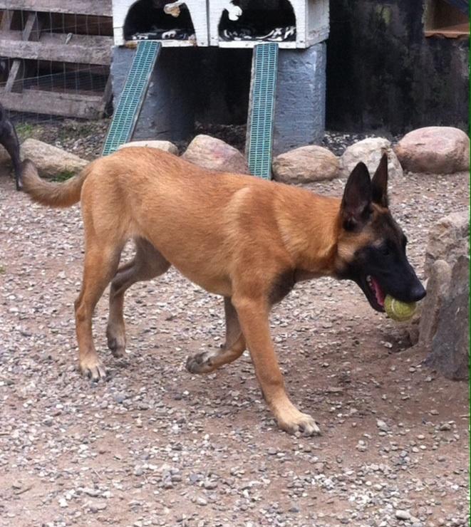 Malinois Maluo billede 2