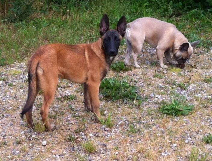 Malinois Maluo billede 1