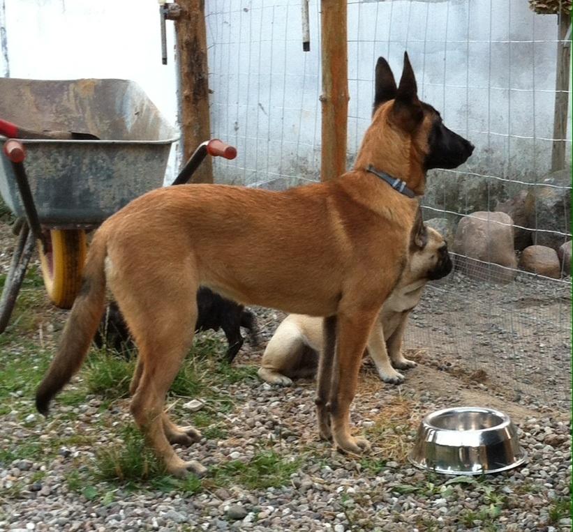 Malinois Maluo billede 3