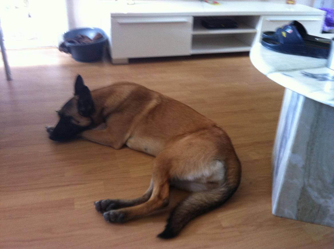 Malinois Maluo billede 4