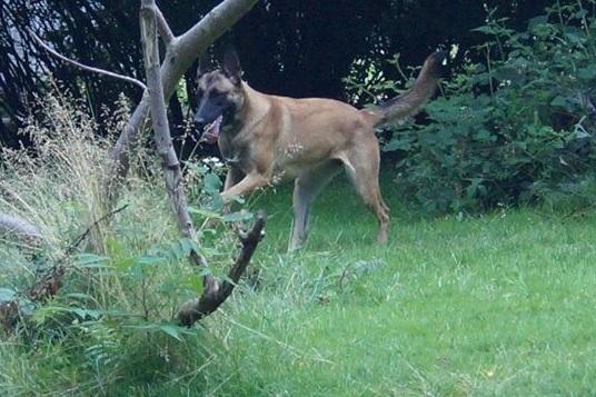 Malinois Maluo billede 6