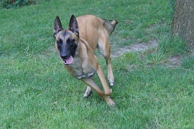Malinois Maluo billede 7