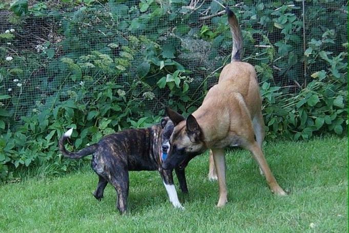 Malinois Maluo billede 8