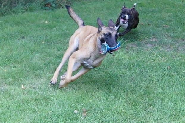 Malinois Maluo billede 9