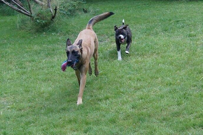 Malinois Maluo billede 10