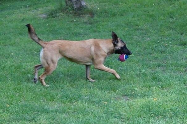 Malinois Maluo billede 11