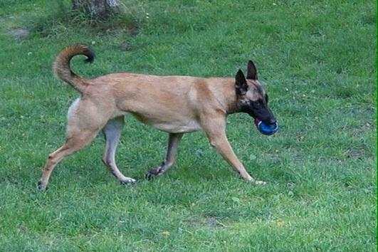 Malinois Maluo billede 12